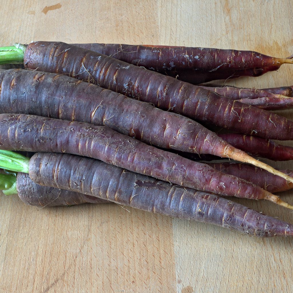 Porkkana Purple Haze F1