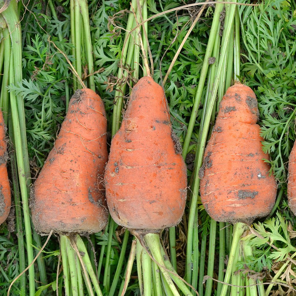 Porkkana Chantenay Red Cored