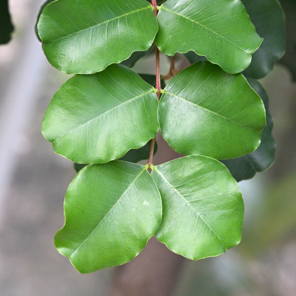 Johanneksenleipäpuu - Ceratonia siliqua