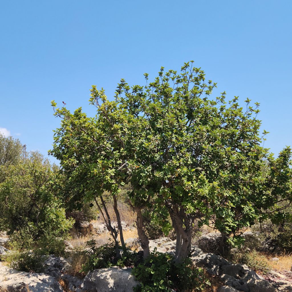 Johanneksenleipäpuu - Ceratonia siliqua