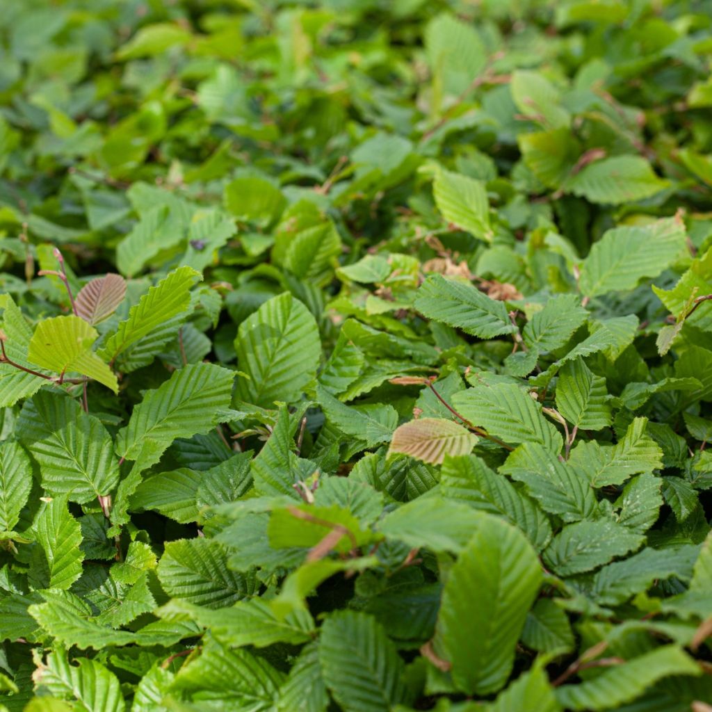 Valkopyökki - Carpinus betulus