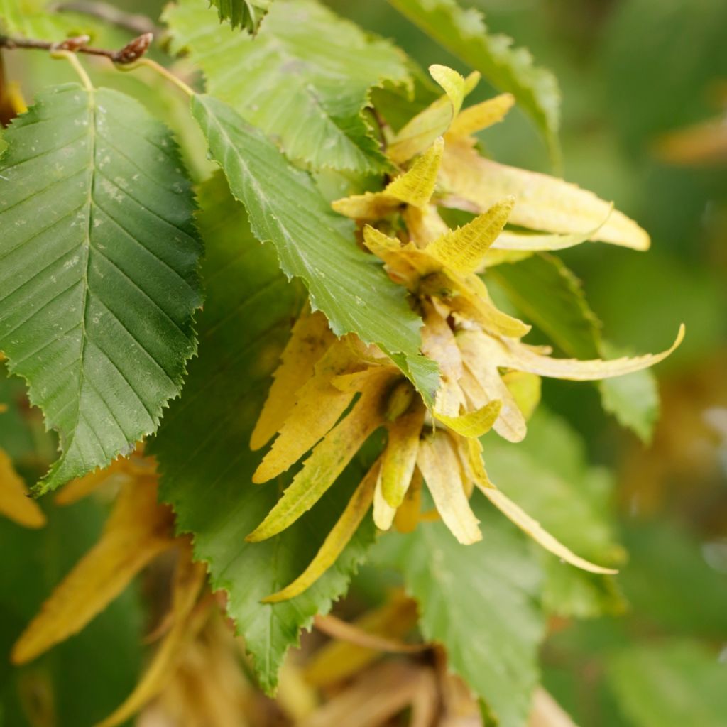 Valkopyökki - Carpinus betulus