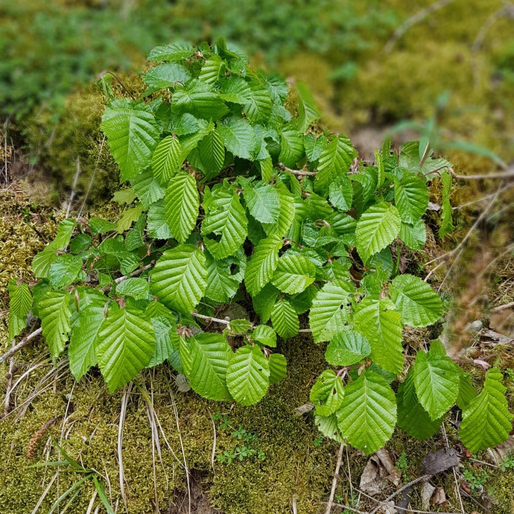 Valkopyökki - Carpinus betulus