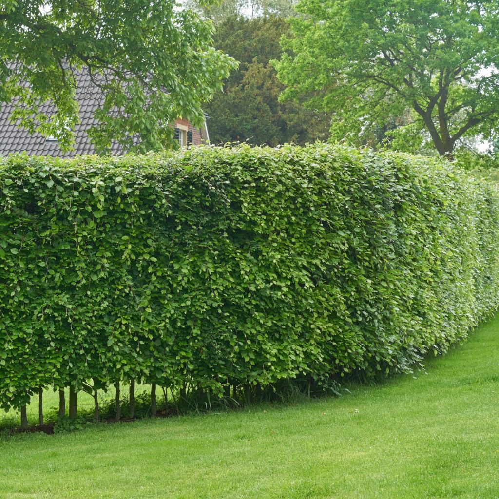 Valkopyökki - Carpinus betulus