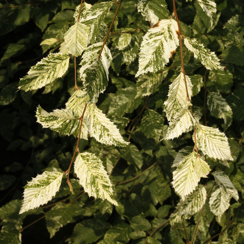 Valkopyökki Foliis Argenteovariegatis Pendula