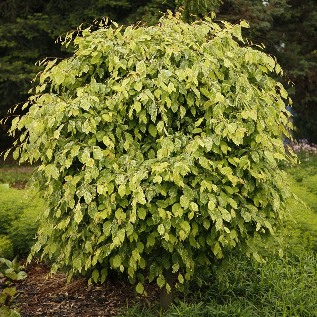Valkopyökki Foliis Argenteovariegatis Pendula