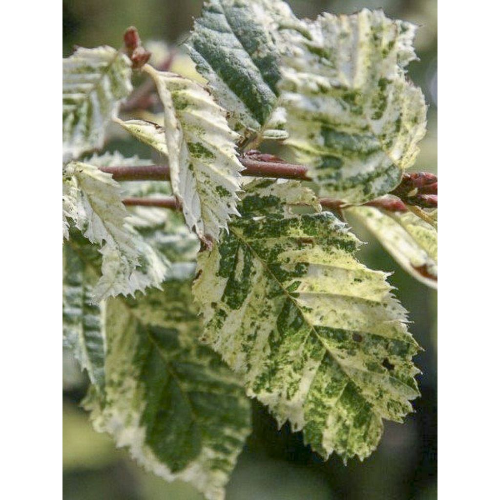 Valkopyökki Foliis Argenteovariegatis Pendula