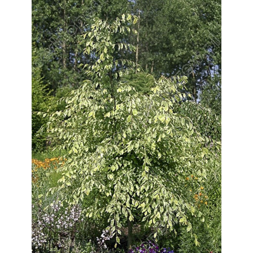 Valkopyökki Foliis Argenteovariegatis Pendula