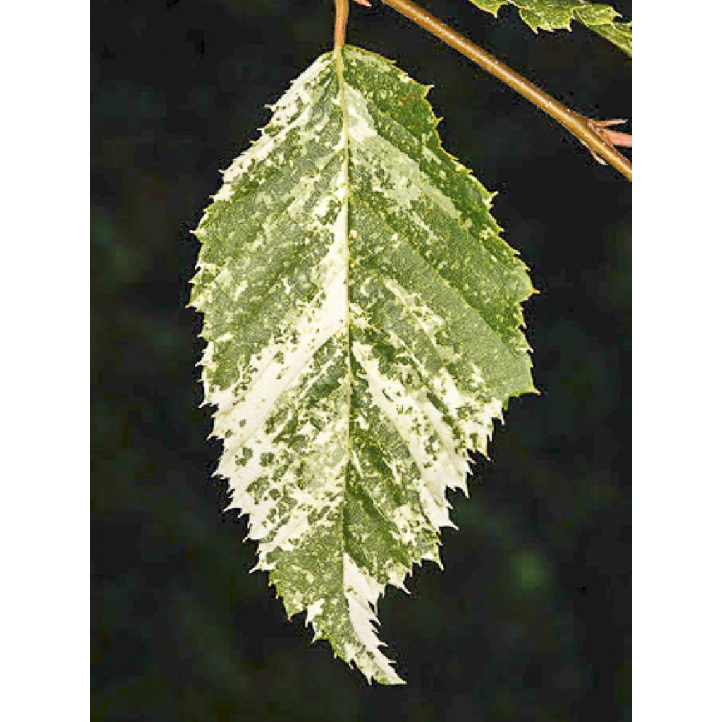Valkopyökki Foliis Argenteovariegatis Pendula
