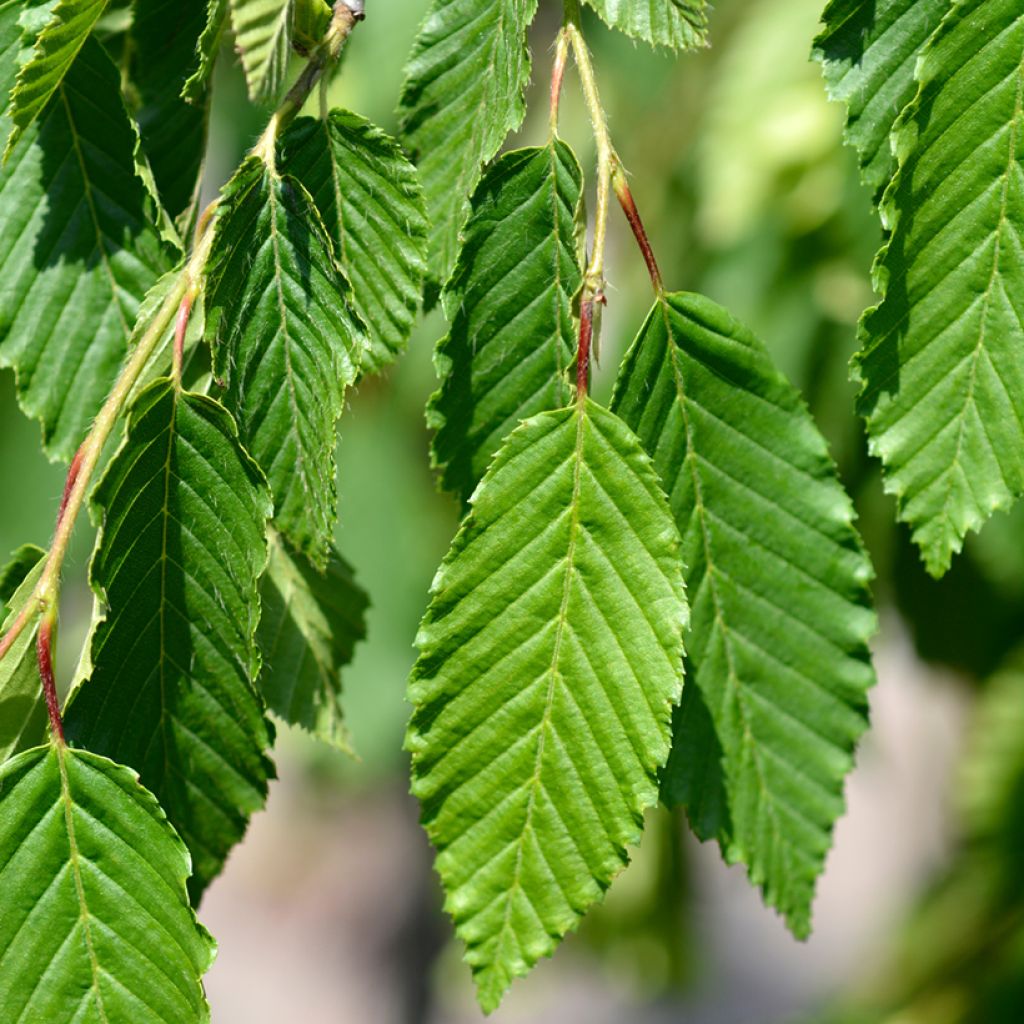 Valkopyökki Pendula