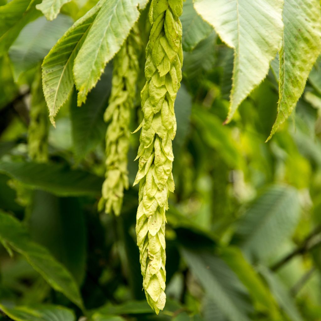 Valkopyöki - Carpinus fangiana