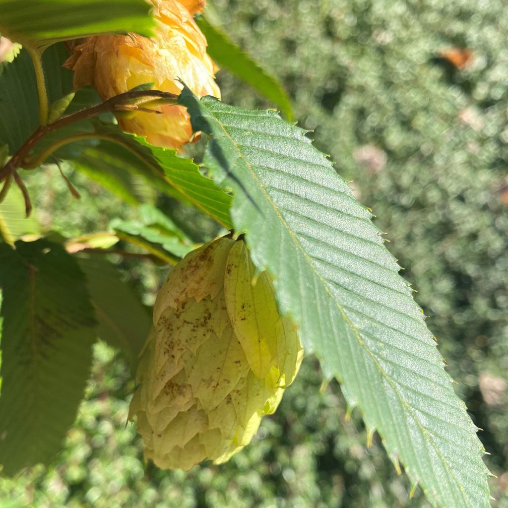 Japaninvalkopyökki Chinese Lantern
