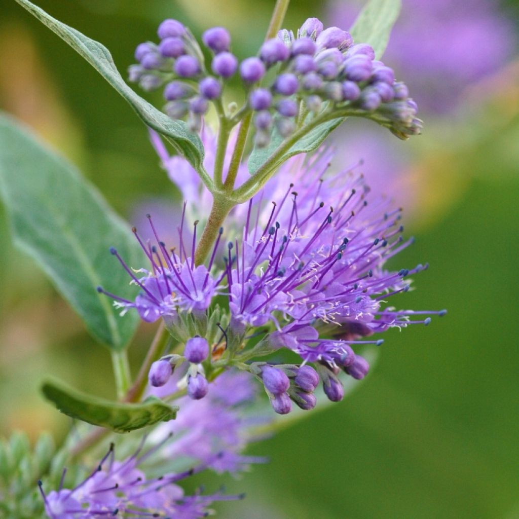 Jalorautaoksa Grand Bleu