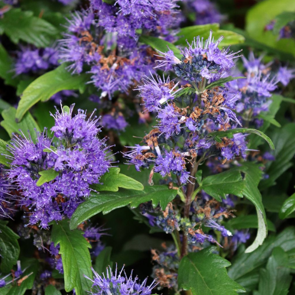 Jalorautaoksa Grand Bleu