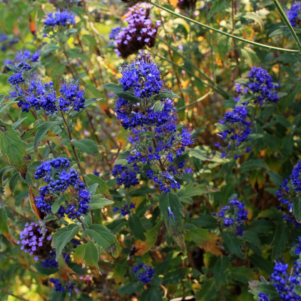 Jalorautaoksa Grand Bleu