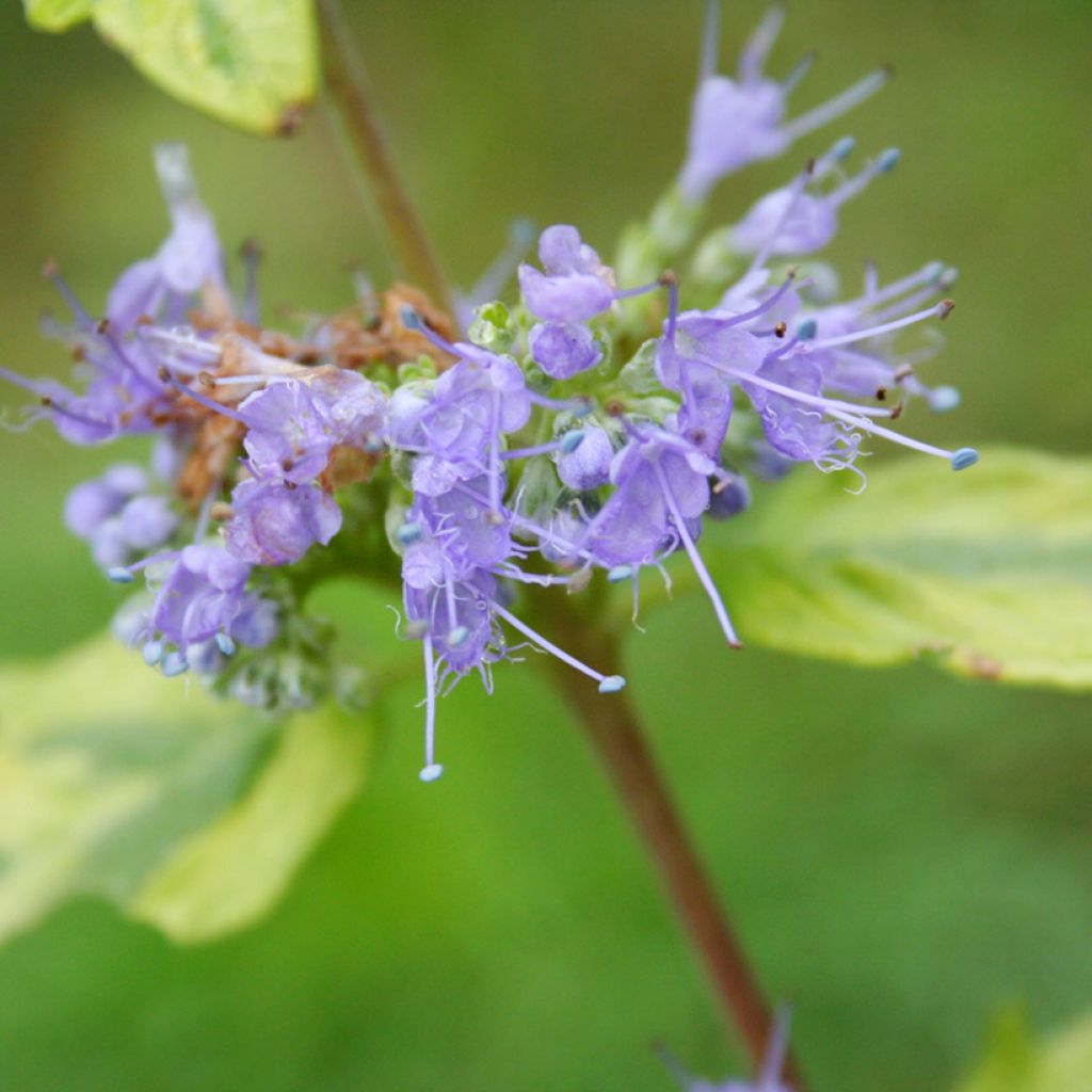 Jalorautaoksa Summer Sorbet