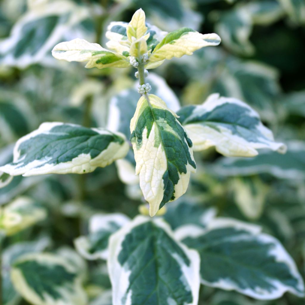 Jalorautaoksa White Surprise