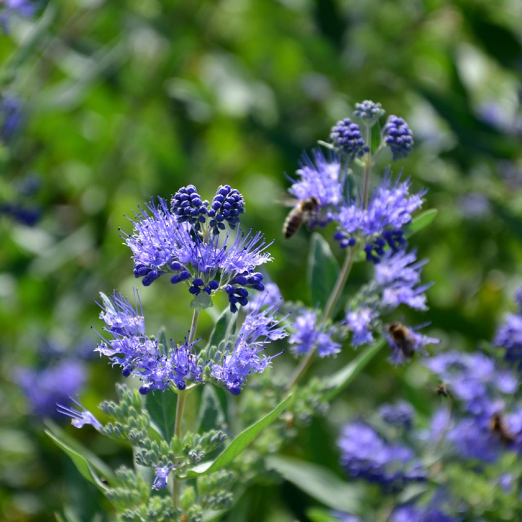 Jalorautaoksa Heavenly Blue