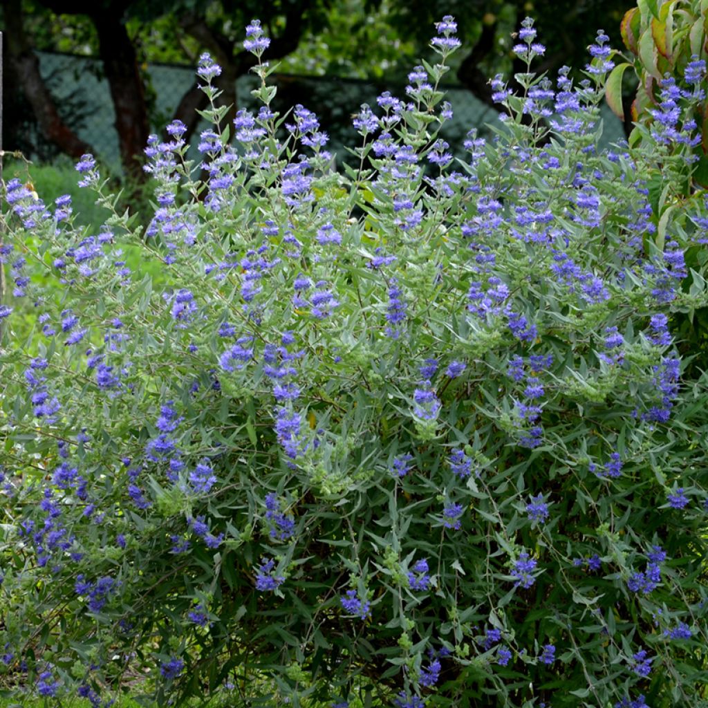 Jalorautaoksa Heavenly Blue