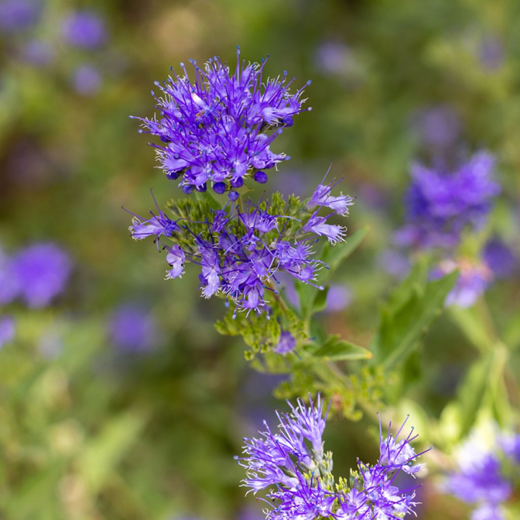 Jalorautaoksa Kew Blue