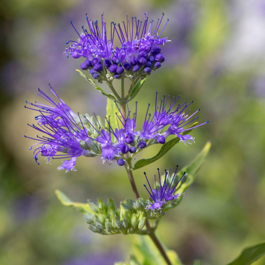 Jalorautaoksa Kew Blue