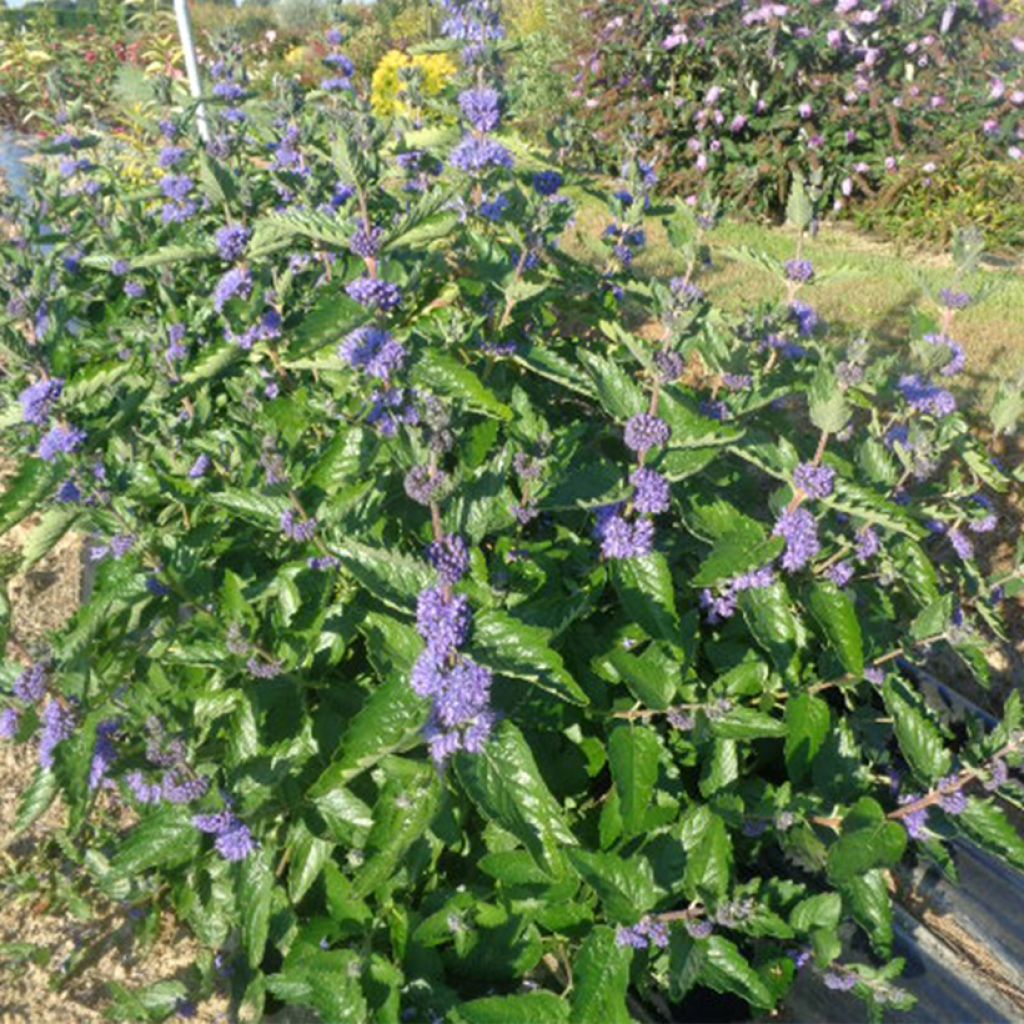 Jalorautaoksa Blue Fountain