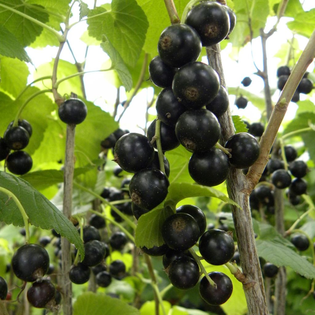 Mustaherukka Boskoop Giant