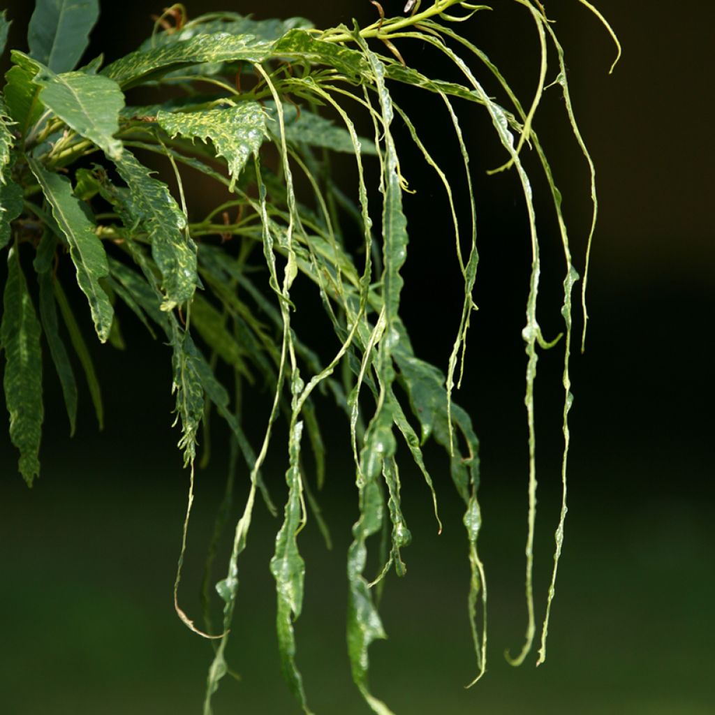 Jalokastanja Aspleniifolia
