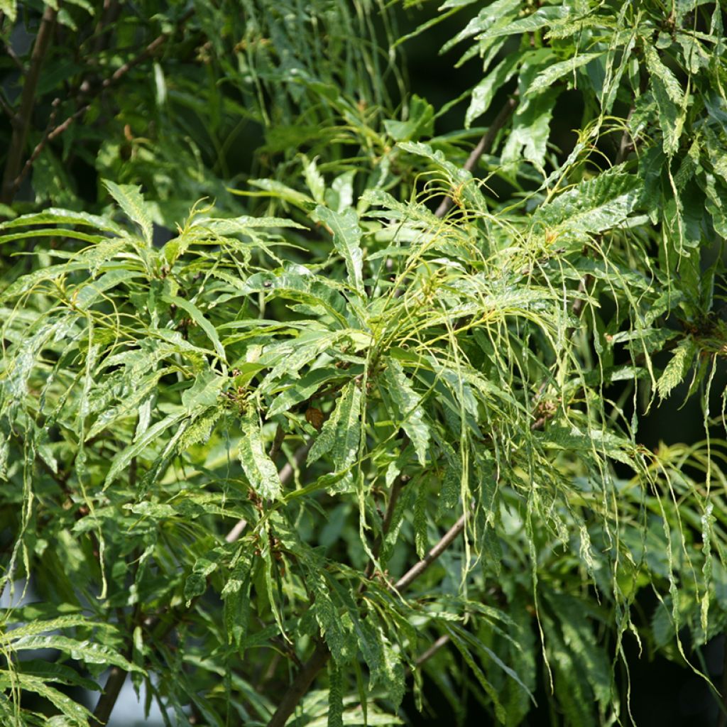 Jalokastanja Aspleniifolia