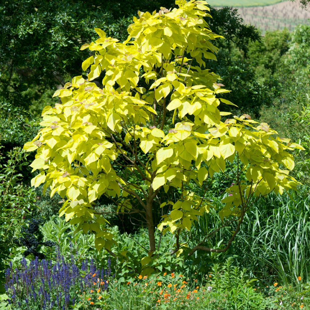 Alabamantrumpettipuu Aurea