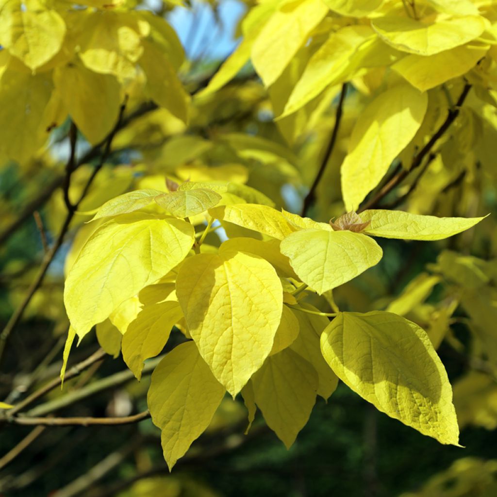 Alabamantrumpettipuu Aurea