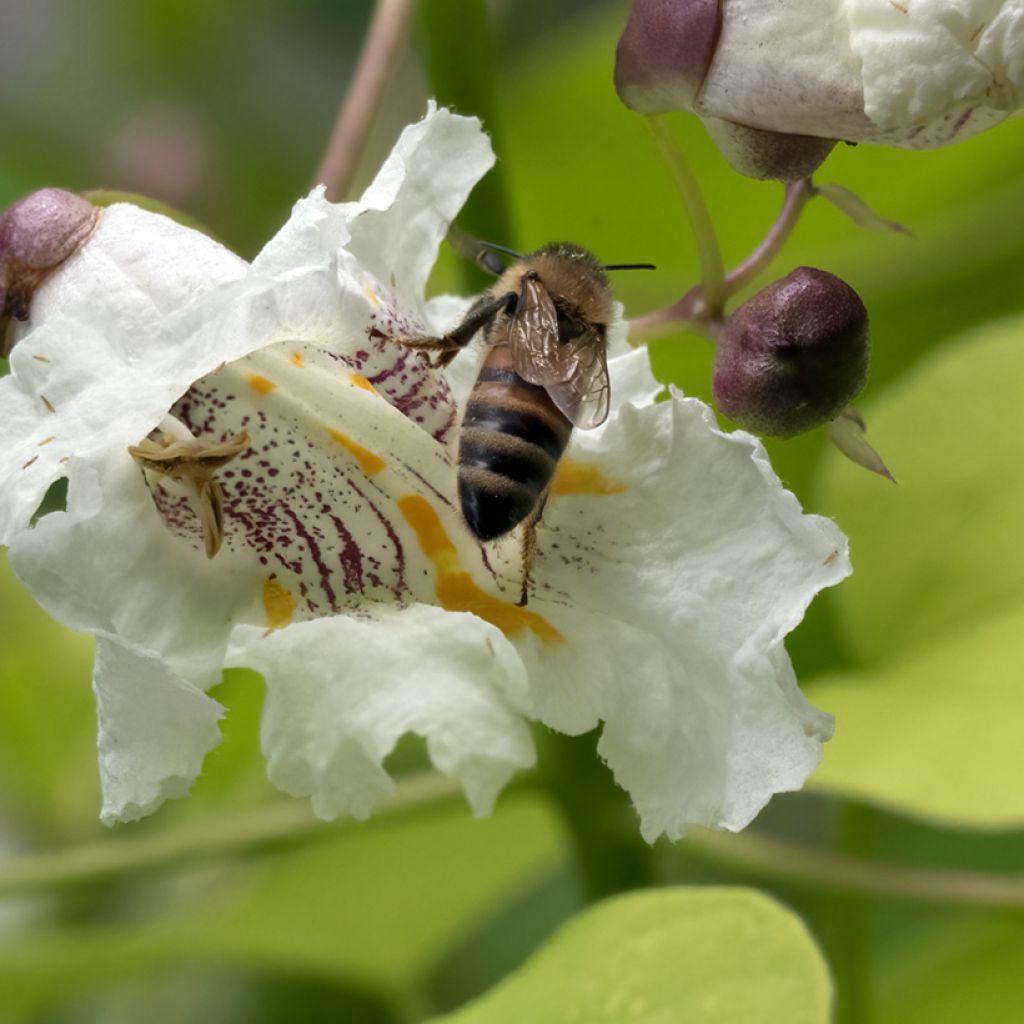 Alabamantrumpettipuu Aurea