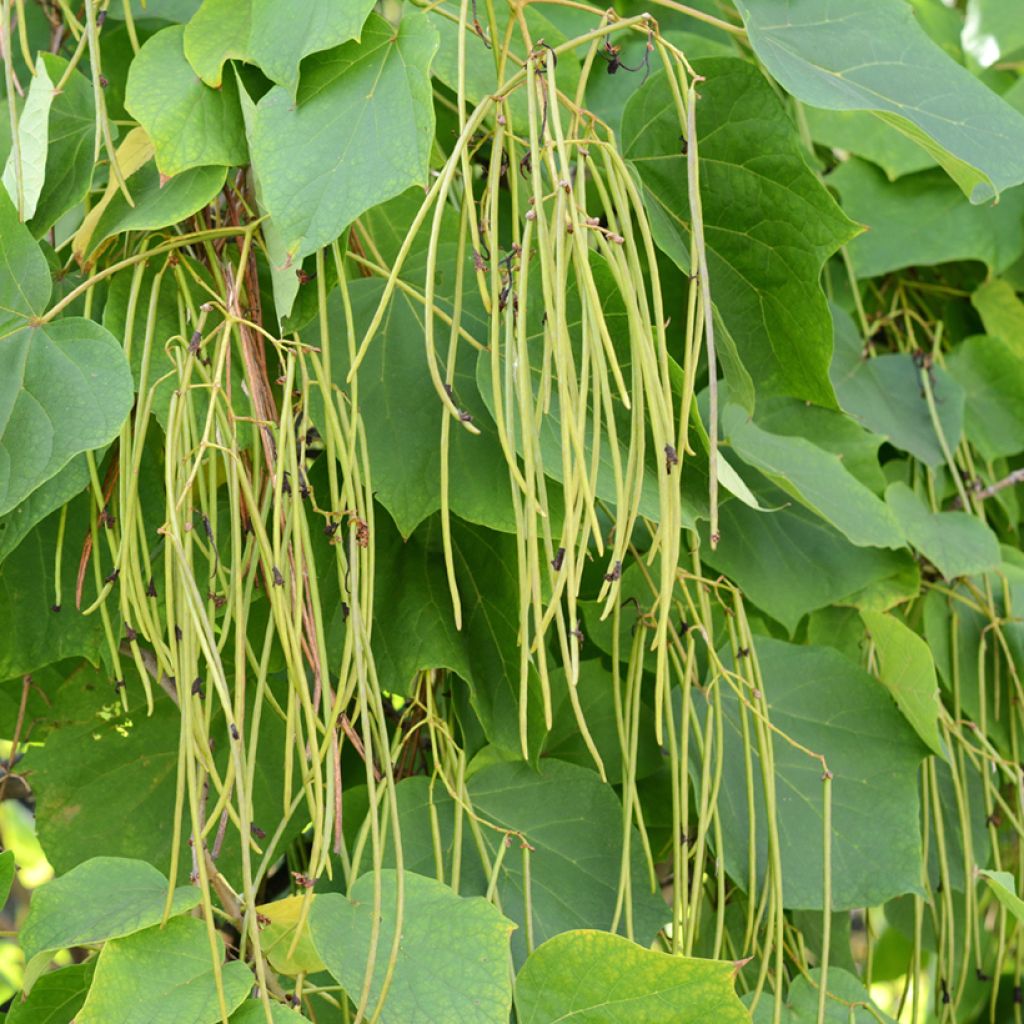 Alabamantrumpettipuu - Catalpa bignonioides