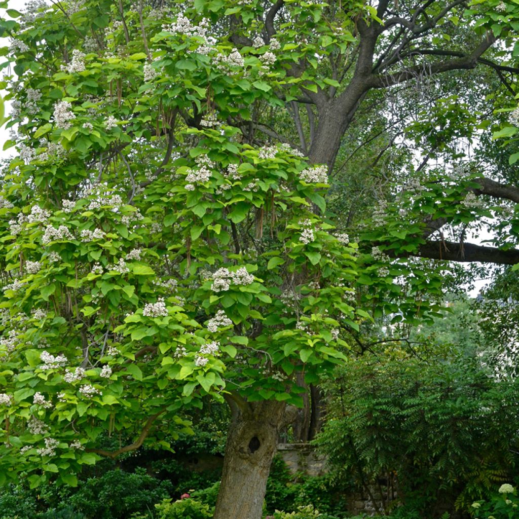 Alabamantrumpettipuu - Catalpa bignonioides