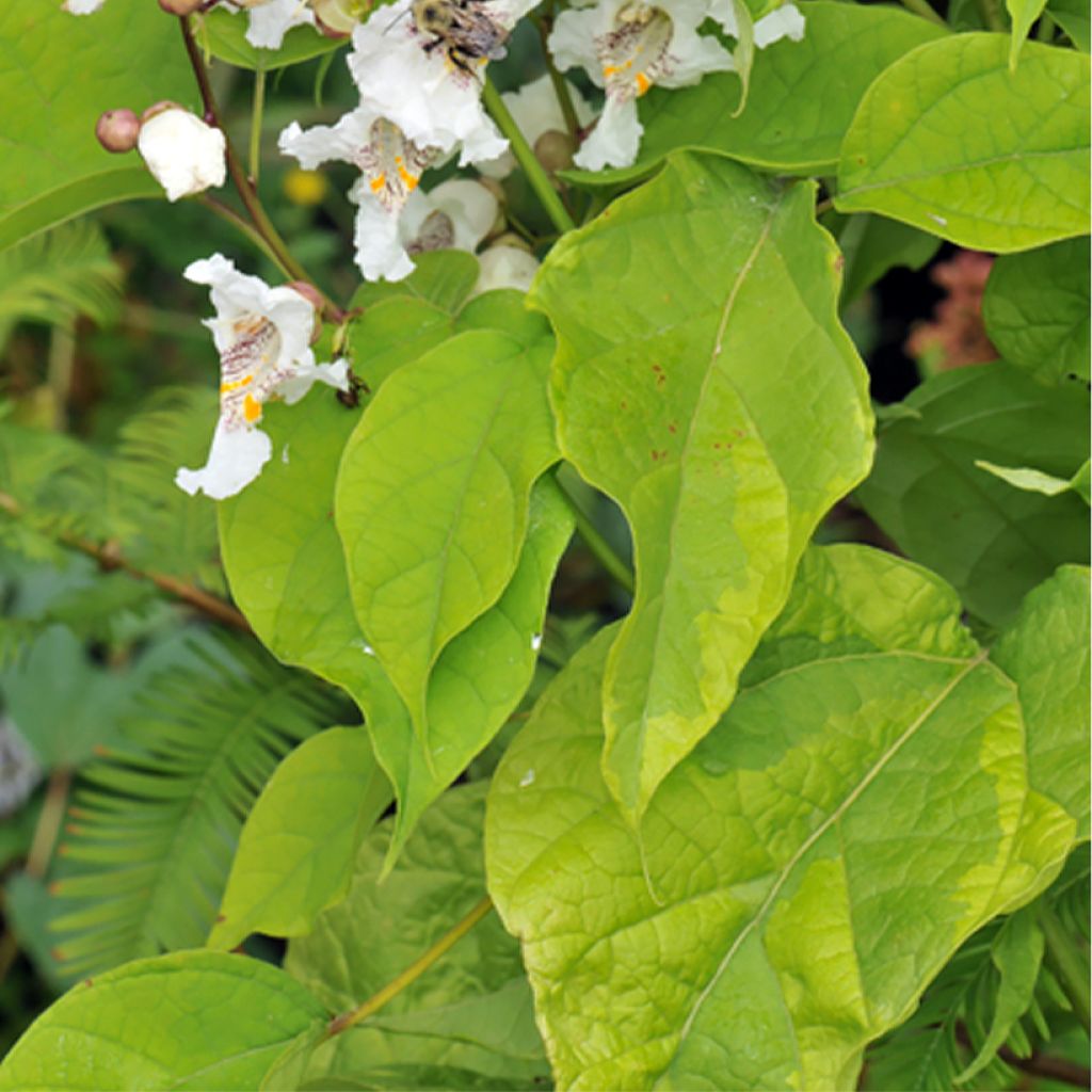 Alabamantrumpettipuu Variegata