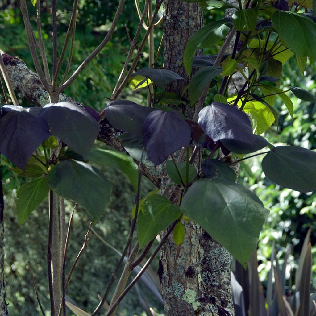 Risteymätrumpettipuu Purpurea