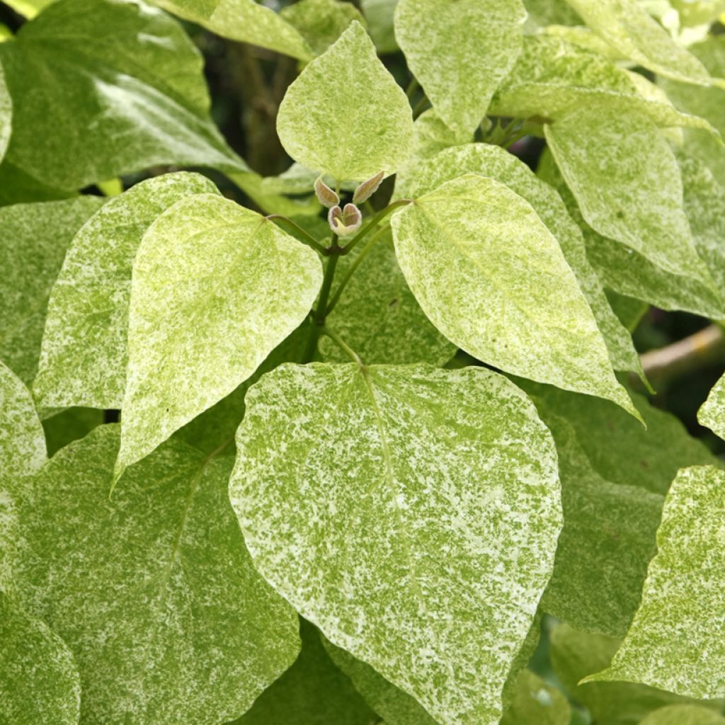 Loistotrumpettipuu pulverulenta