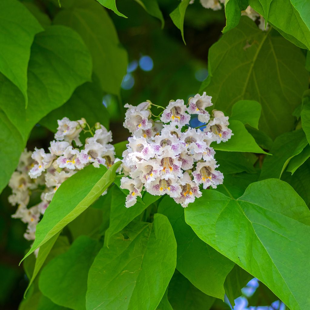 Alabamantrumpettipuu (siemenet) - Catalpa bignonioides