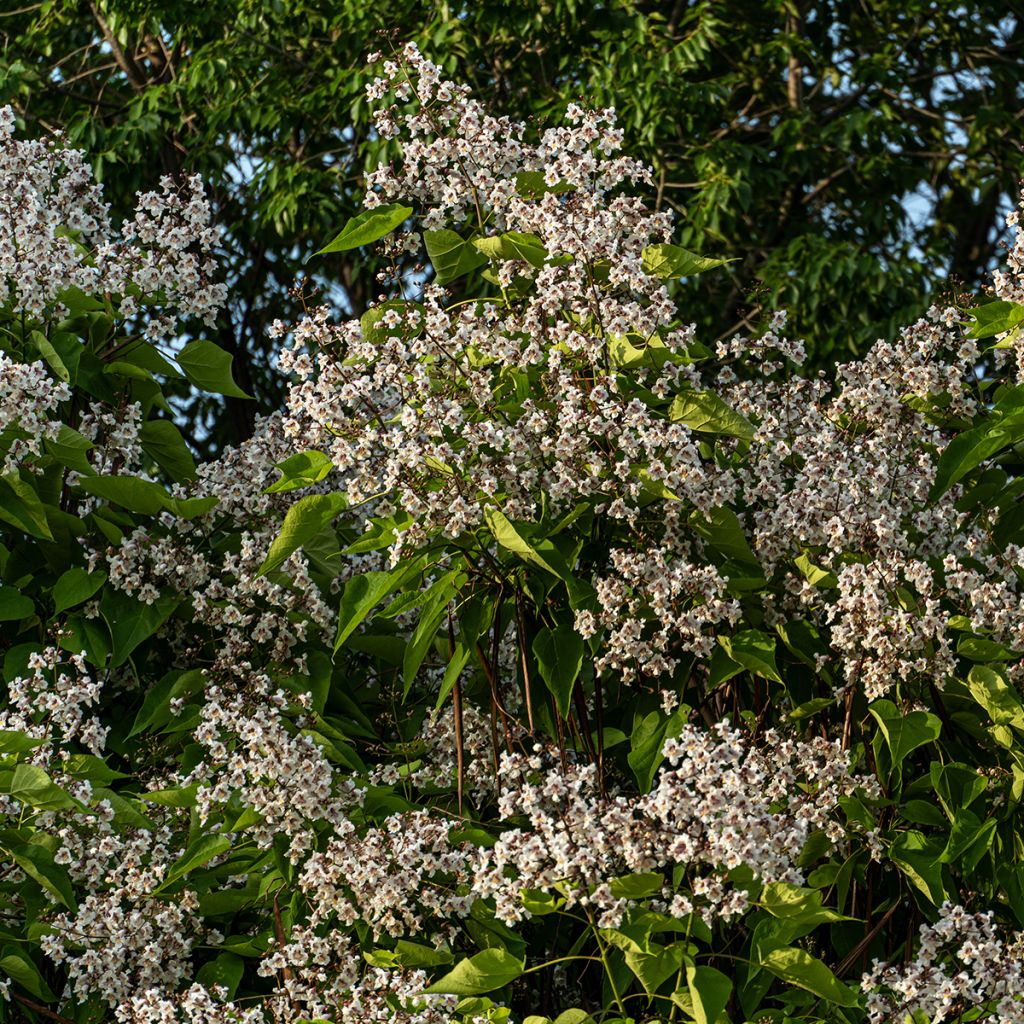 Alabamantrumpettipuu (siemenet) - Catalpa bignonioides