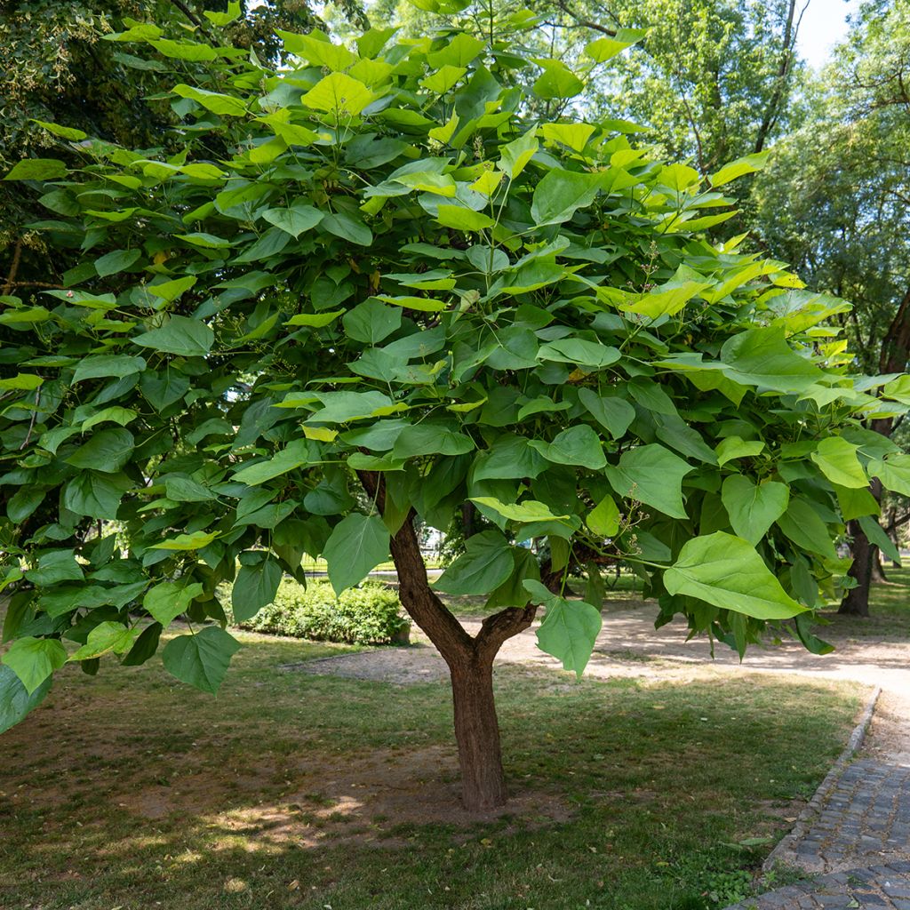 Alabamantrumpettipuu (siemenet) - Catalpa bignonioides