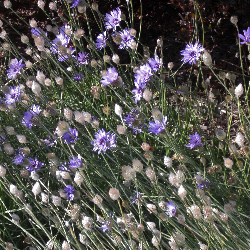 Sinikatana - Catananche caerulea