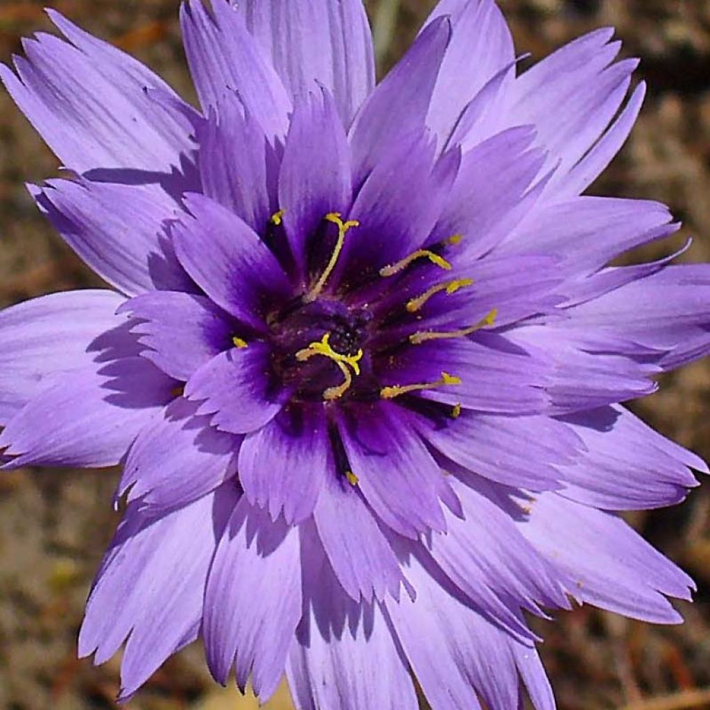 Sinikatana - Catananche caerulea