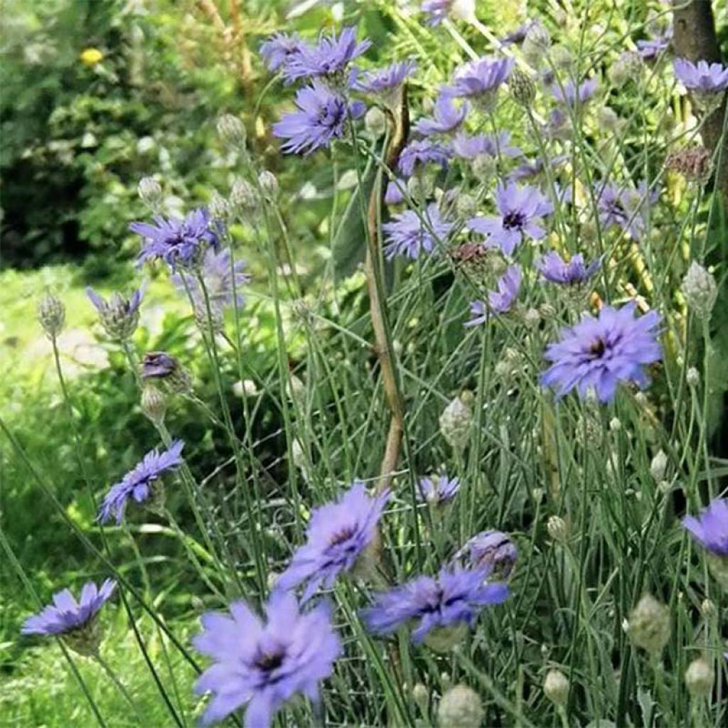 Sinikatana - Catananche caerulea