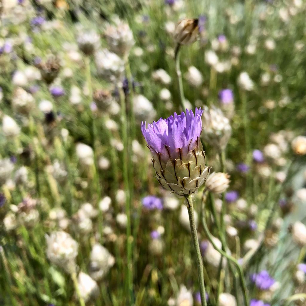 Sinikatana - Catananche caerulea