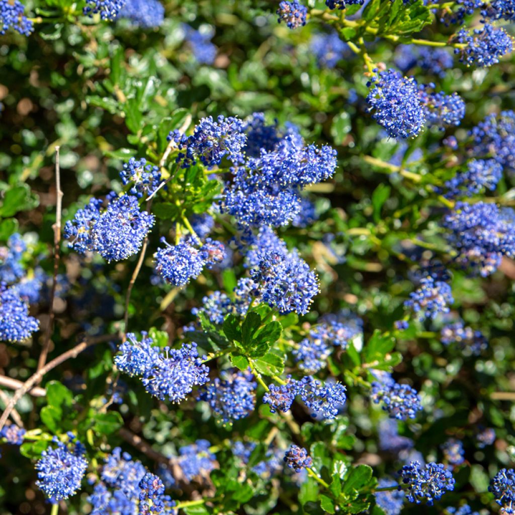 Sinipensas Blue Sapphire