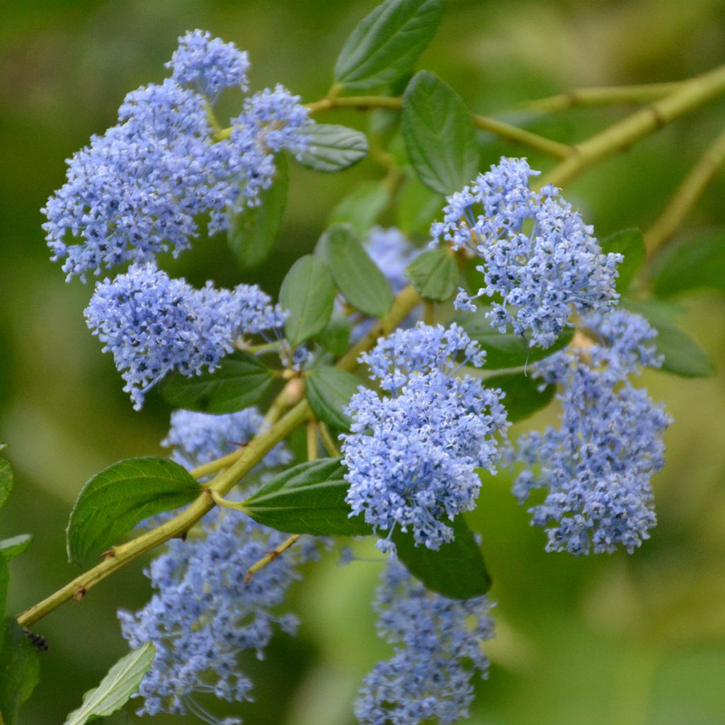 Sinipensas Spring Party