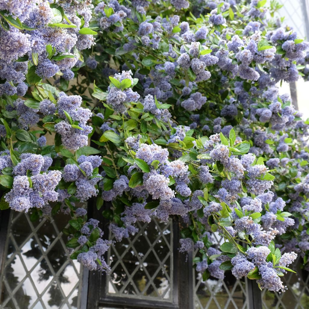 Sinipensas Trewithen Blue