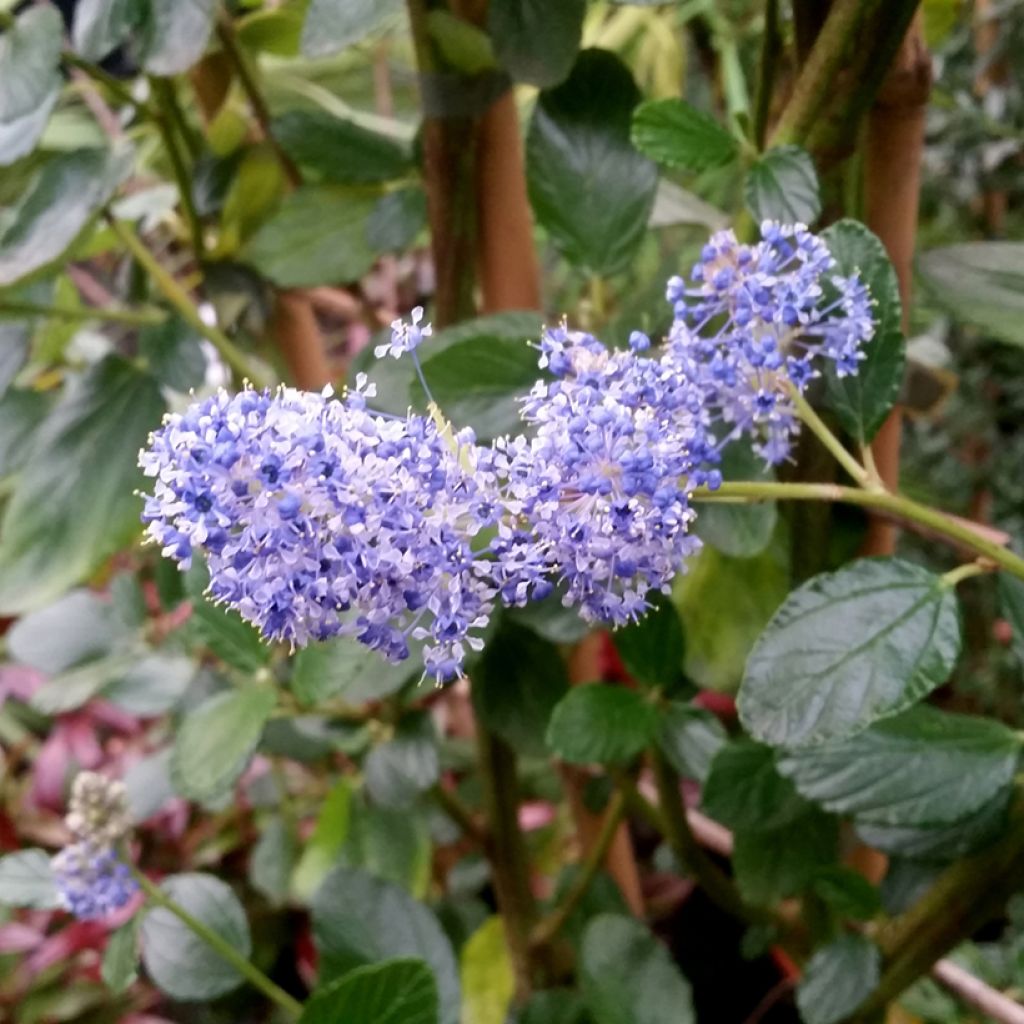 Sinipensas Trewithen Blue