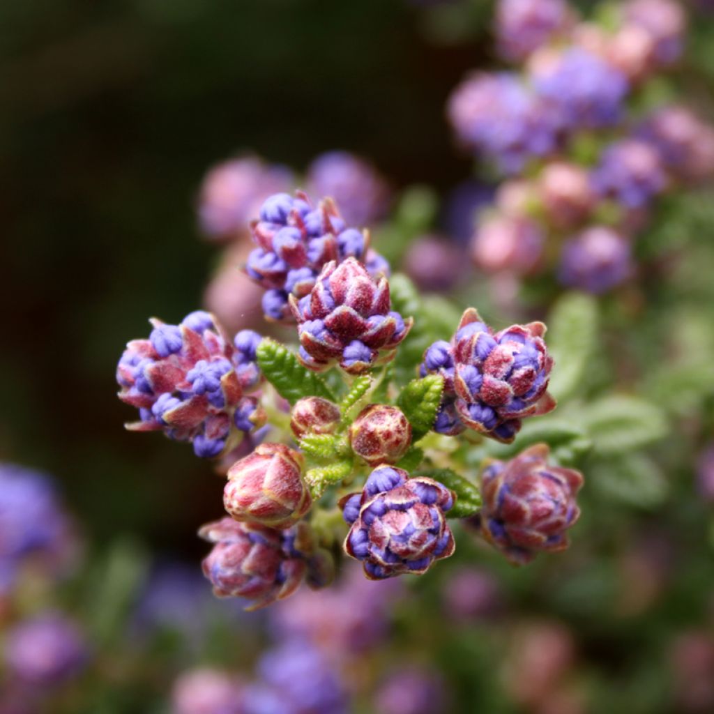 Sinipensas Puget Blue
