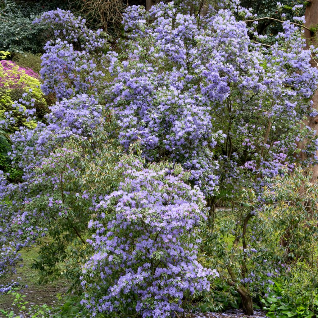 Sinipensas Puget Blue